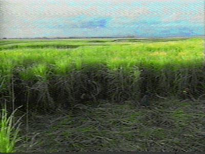 Sugar cane fields at harvest time.